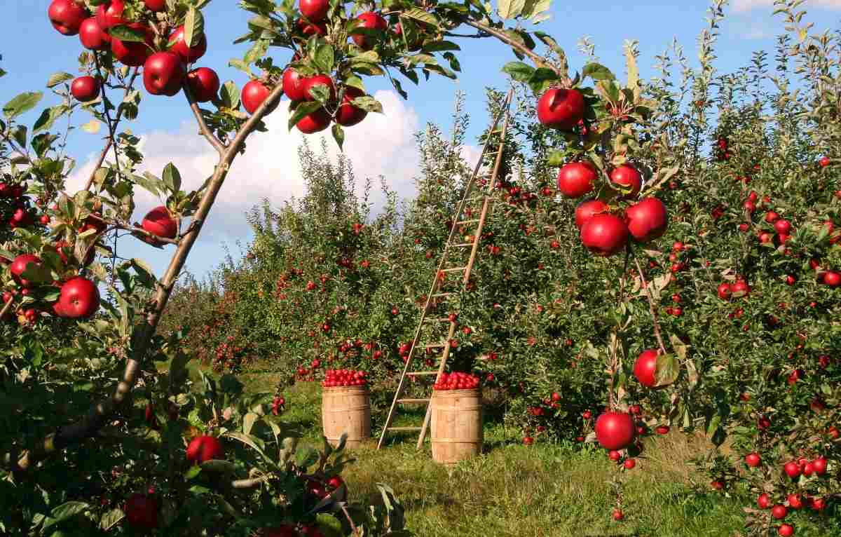 Apple Farming App