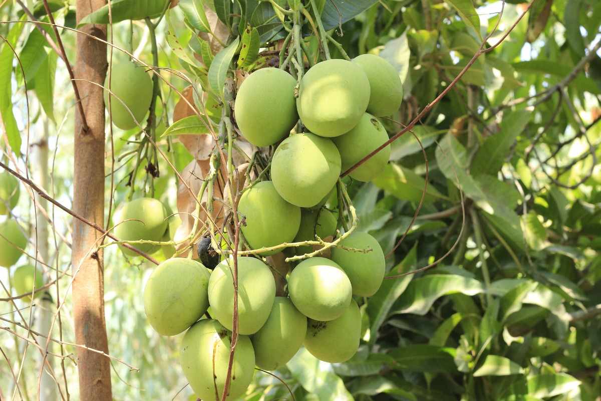 Mango Diseases