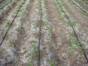 Saline Soil Management