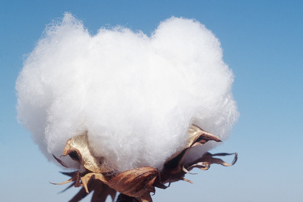 Cotton Cultivation