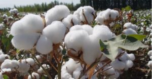 Cotton Farming