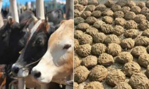 Cow Dung Business