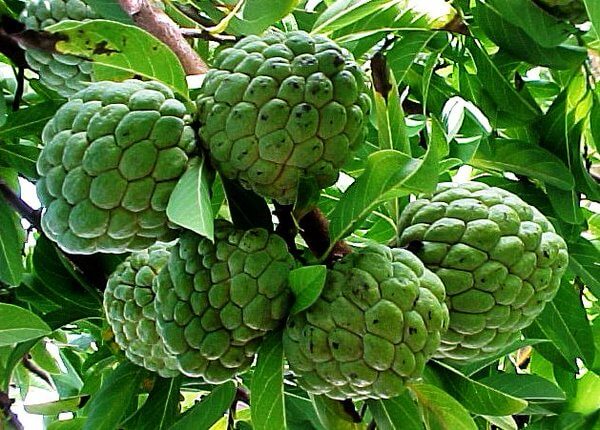 Custard Apple Cultivation