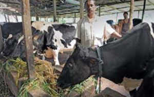 Dairy Farming