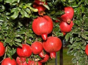 Pomegranate Cultivation