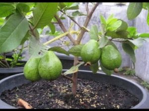 Guava Fruit