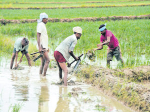  Fertilizer Subsidy Scheme