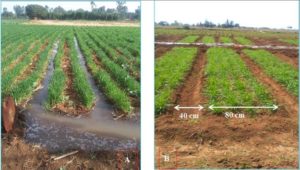 Furrow Irrigated Raised Bed System