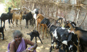  Goat Farming Loan