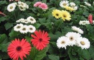 Gerbera Flowers