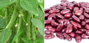 Kidney Beans