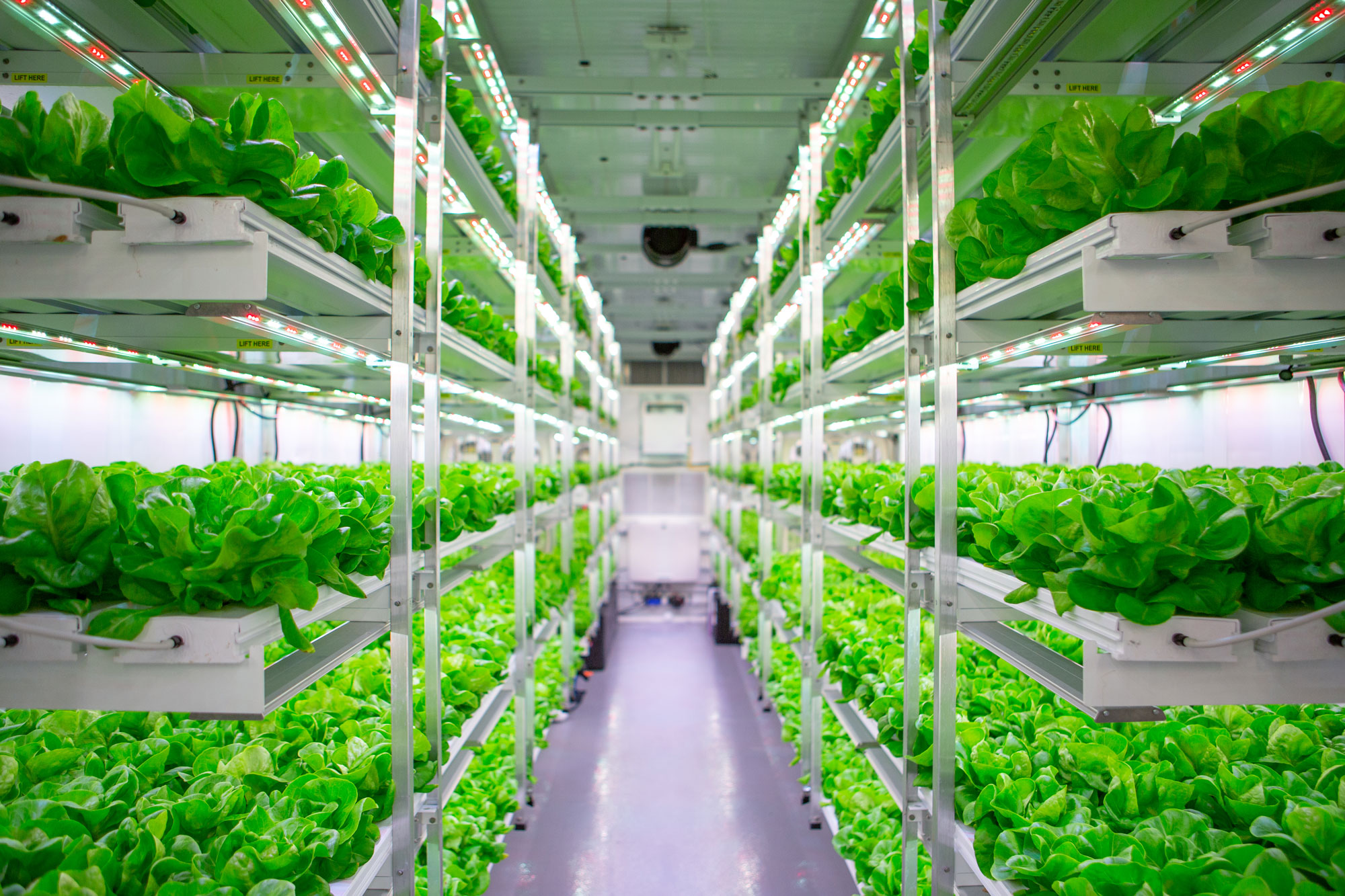 Hydroponic Farming