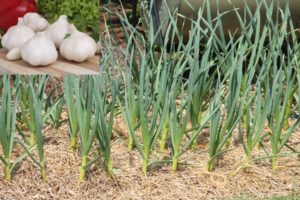 garlic crop