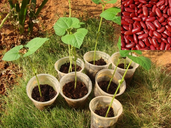 Kidney Beans