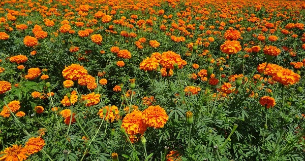 Marigold cultivation