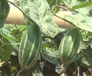 Pointed Gourd