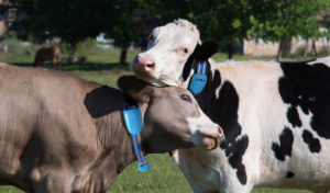 Heat Signs in Cattle