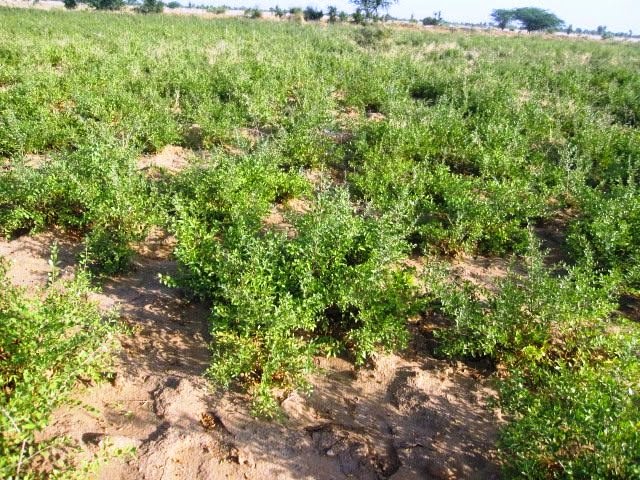 Mehandi Farming