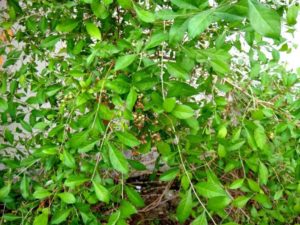 Mehandi Leaves