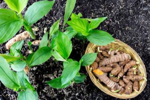 Turmeric Farming