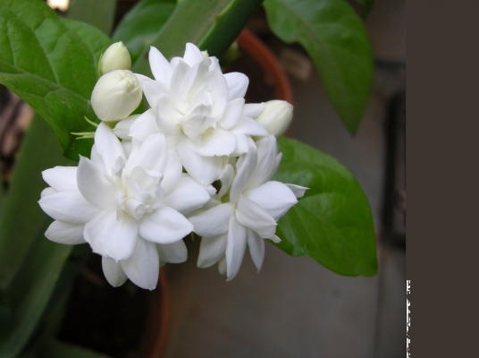 Jasmine Cultivation