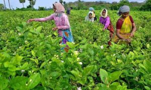 Jasmine cultivation