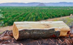 Sandalwood Cultivating 