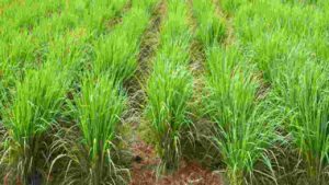 Lemongrass Farming