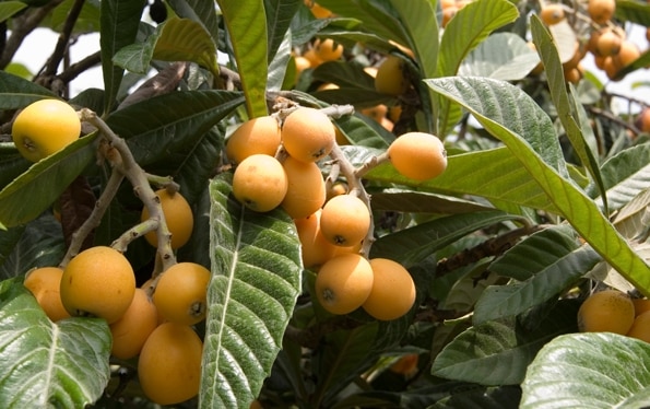 Loquat Cultivation