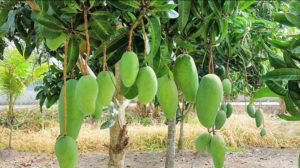 Mango Production