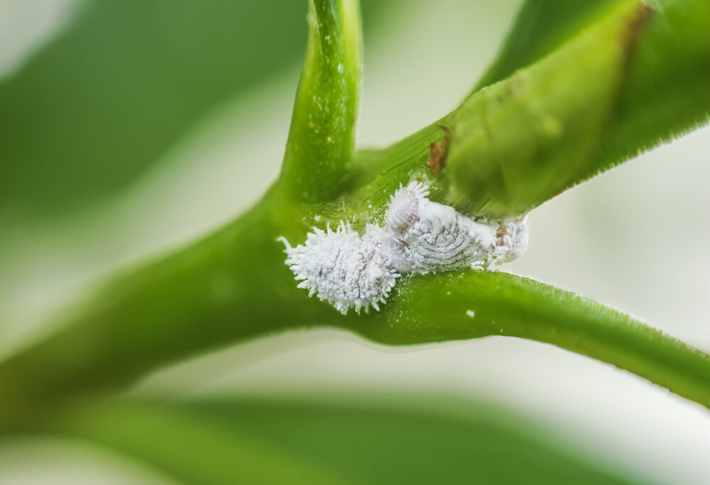 Mealybugs