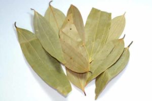 bay leaf cultivation