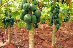 Papaya Cultivation