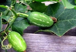 Pointed Gourd