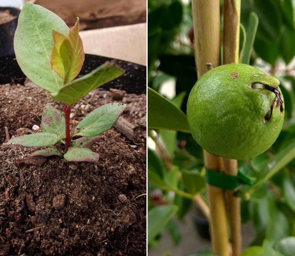 Guava Plant