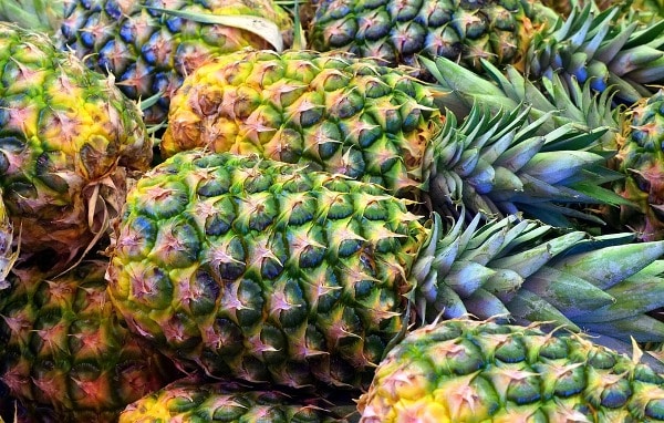 Pineapple Farming