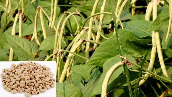 Cowpea Cultivation