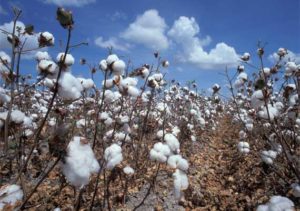 cotton seed price