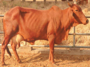 Cattle Breeds