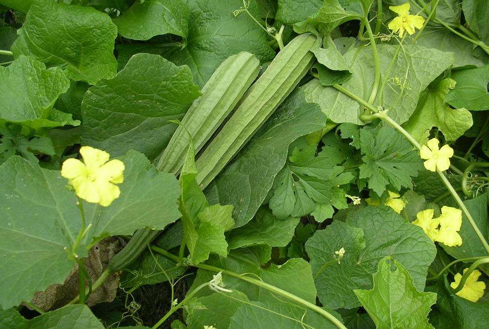 Ridge Gourd Cultivation