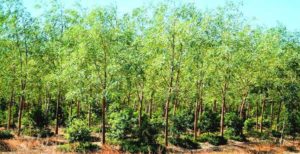 Sandalwood Cultivating 