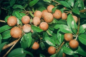 Sapota Health Benefits