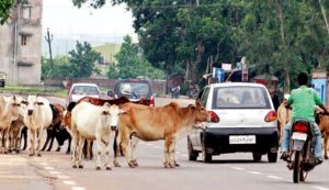 cattle owners