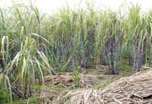 Sugarcane