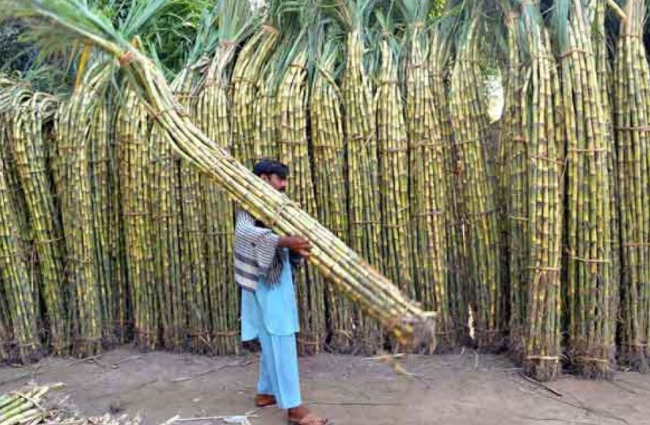 Sugarcane Farmers