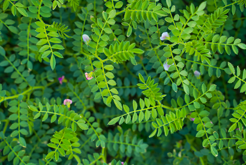 Summer Chickpea