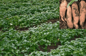 Sweet Potatoes