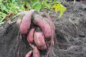 Sweet Potatoes