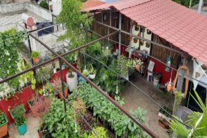 Terrace Gardening