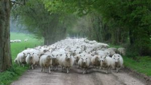 Sheep Farming